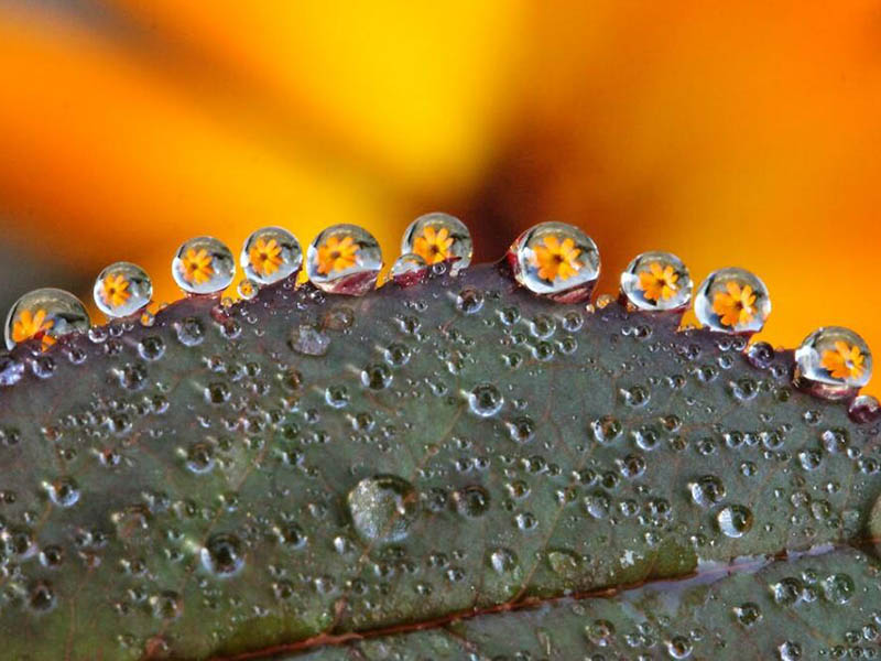 水質生物毒性檢測標準(