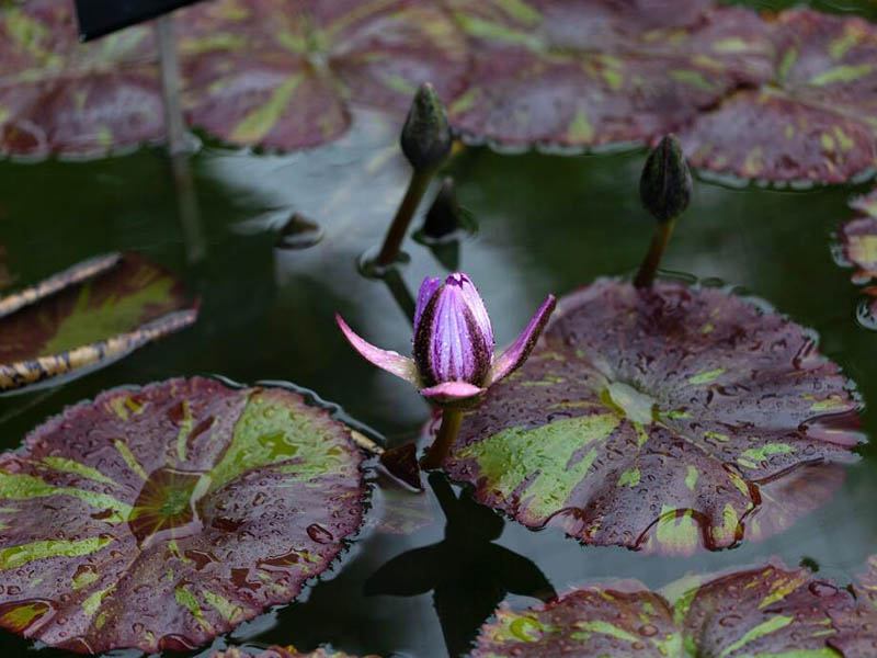 水產養殖二氧化氯消毒劑的作用