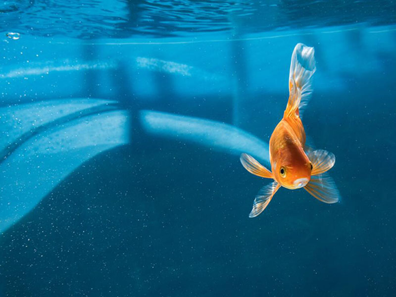 水產養殖溶解氧分析儀電極的標定