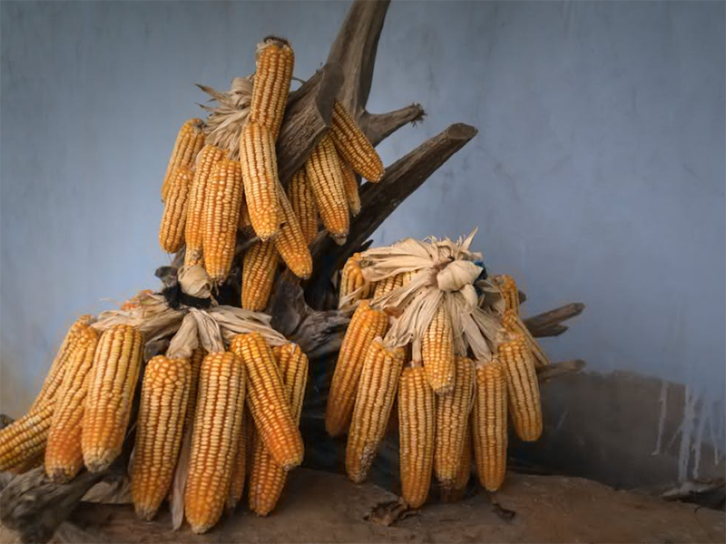 黃曲霉毒素限量標準（糧食黃曲霉毒素如何檢測）