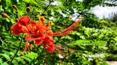 土壤有機質(zhì)檢測儀有什么作用?