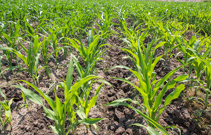 土壤養分快速檢測儀 土壤養分快速檢測儀